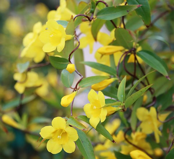 spring blooming roses