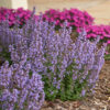 Cat's Pajamas Catmint