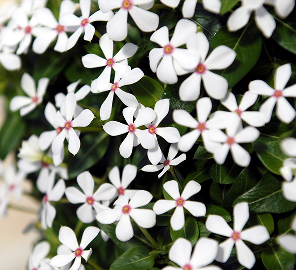 Soiree® Kawaii Catharanthus 