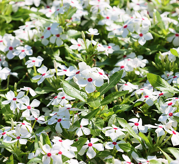 Link to Soiree® Kawaii Catharanthus  product page