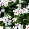 Soiree® Kawaii Catharanthus