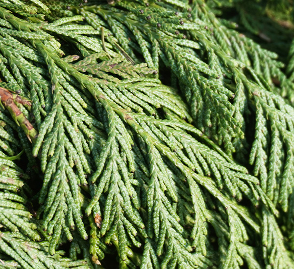 Link to Cedar Garland  product page