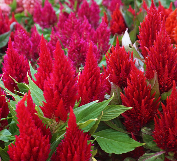 Link to Celosia  product page