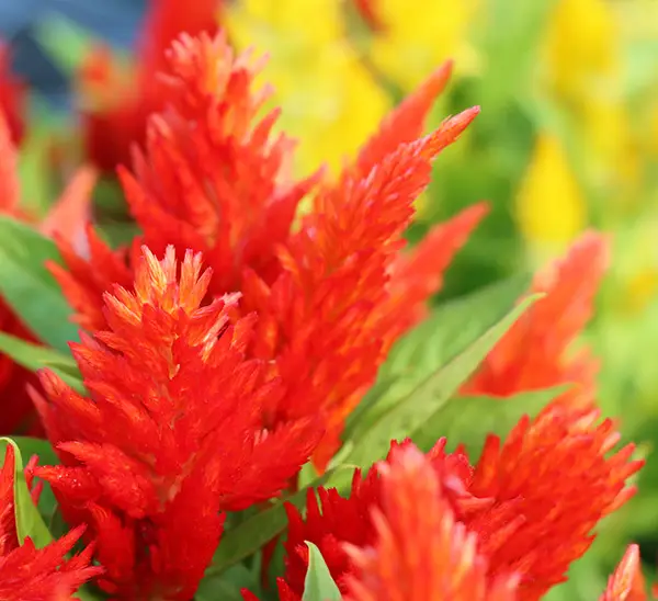 Link to Celosia  product page