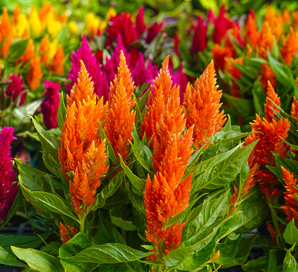 Link to Celosia  product page