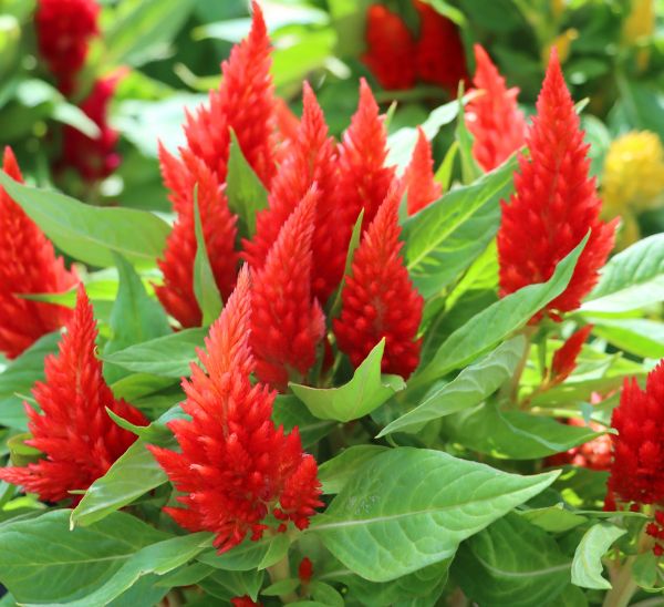 Celosia 