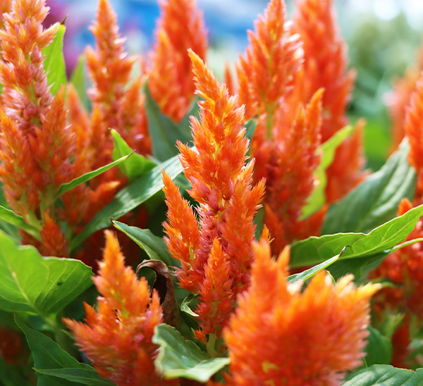 Link to Celosia  product page