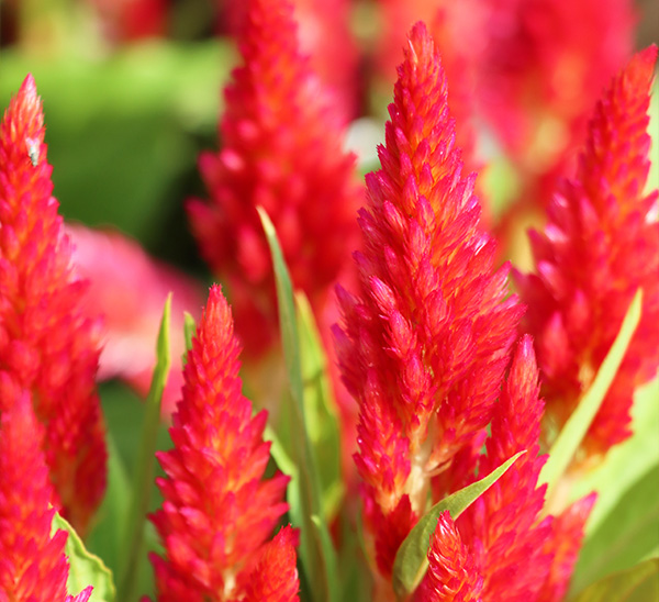 Celosia 