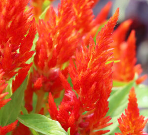 orange celosia plumes