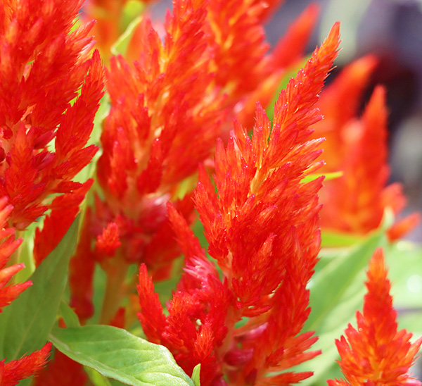 Celosia 