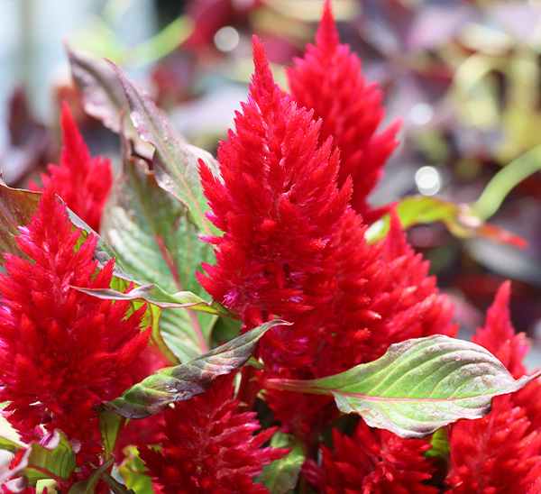 Link to Celosia  product page