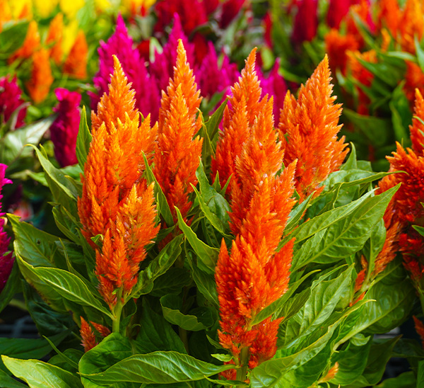 Link to Celosia  product page