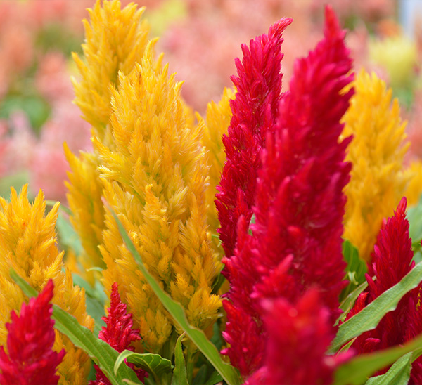 Link to Celosia product page