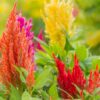 Celosia