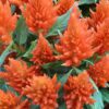 Celosia