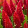 Celosia