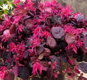 cherryfringeflower