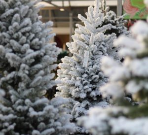 Flocked Christmas Trees