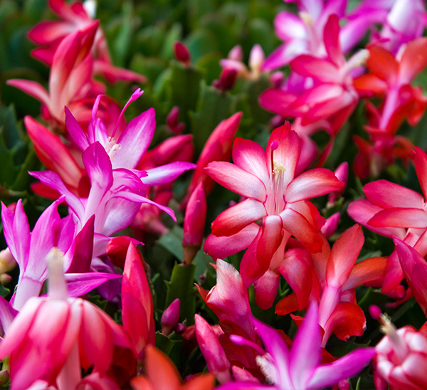 Link to Christmas Cactus  product page