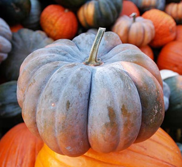 cinderellaandfairytailpumpkins Calloway's Nursery