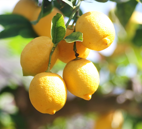 Citrus Trees 