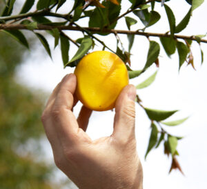 Person grabbing lemon from lemon tree