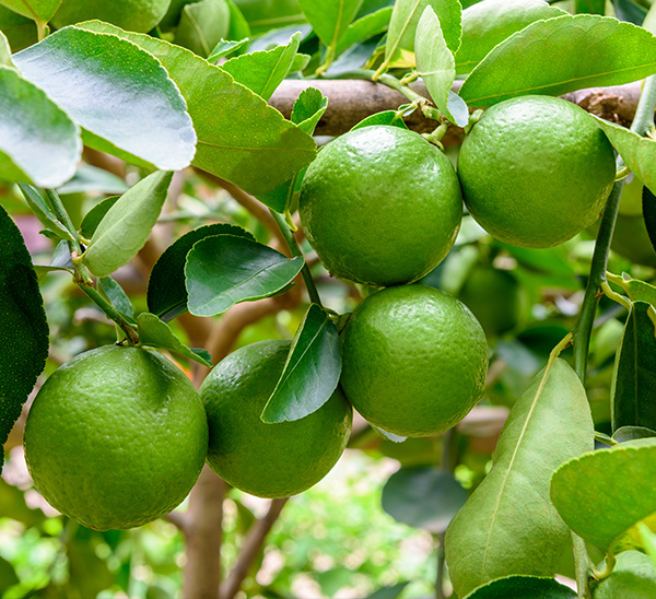 Citrus 