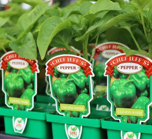 Chef Jeff's Vegetables - California Wonder Bell Peppers