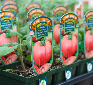 Chef Jeff's Heirloom Tomato - Caspian Pink