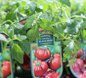Chef Jeff Veggies - Heirloom Tomato Black Krim