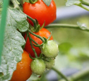 Chef Jeff's® Vegetables tomatoes on vine