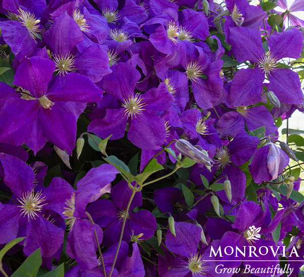 Link to Clematis  product page
