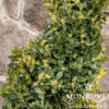 Green Tower® Boxwood