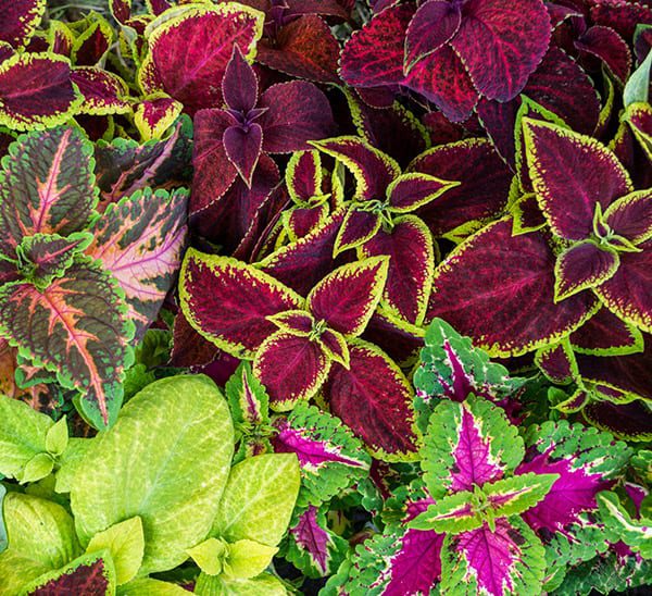 Coleus