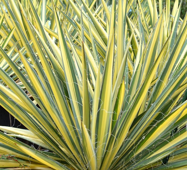 Color Guard Yucca