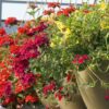 combo basket sun