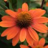 coneflower orange