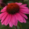 coneflower purple