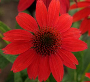 Coneflower Flower Plant | Calloway's Nursery