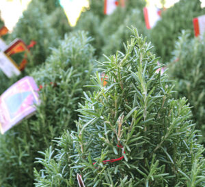rosemary cones