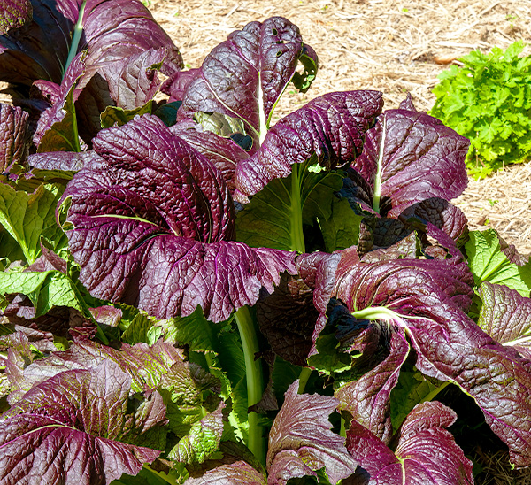 Link to Cool Season Vegetables  product page