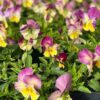 Cool Wave Spreading Pansy