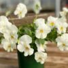 Cool Wave Spreading Pansy