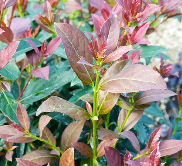 Coppertop™ Sweet Viburnum