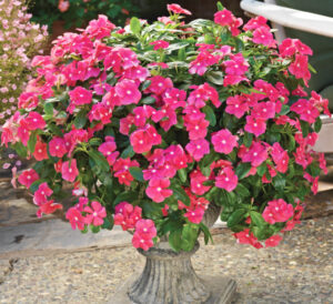 Cora Vinca