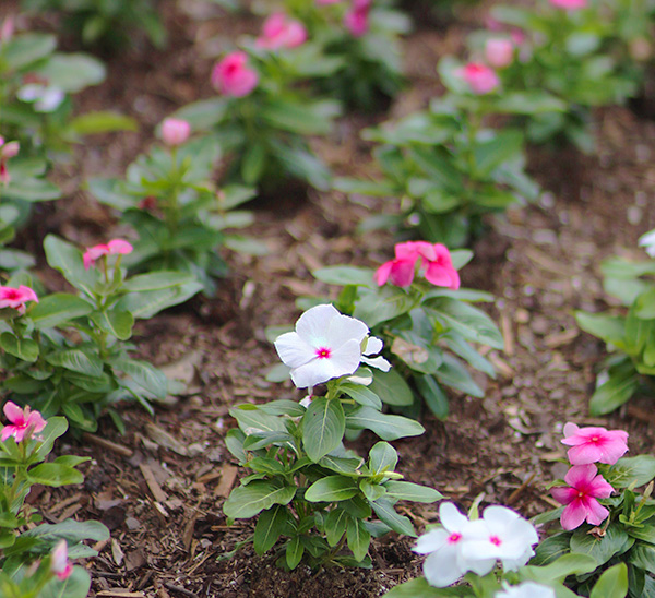 Cora XDR® Vinca 