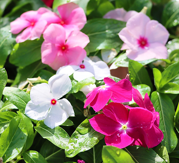 Link to Cora® XDR Vinca product page