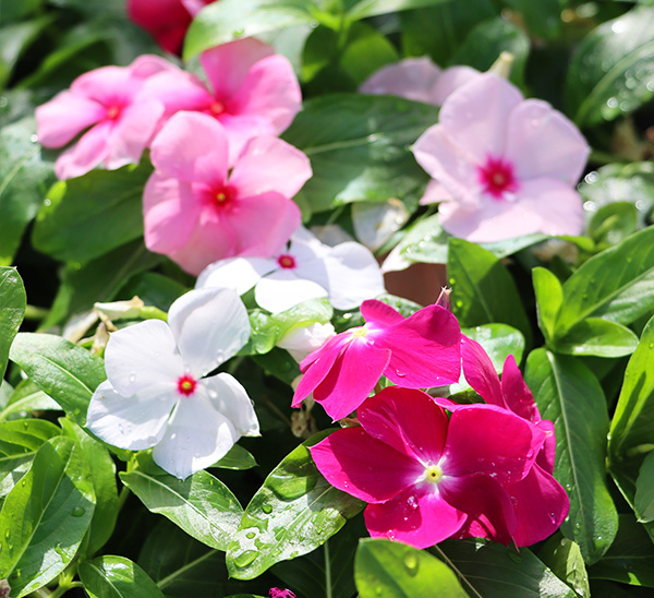 Cora XDR® Vinca 