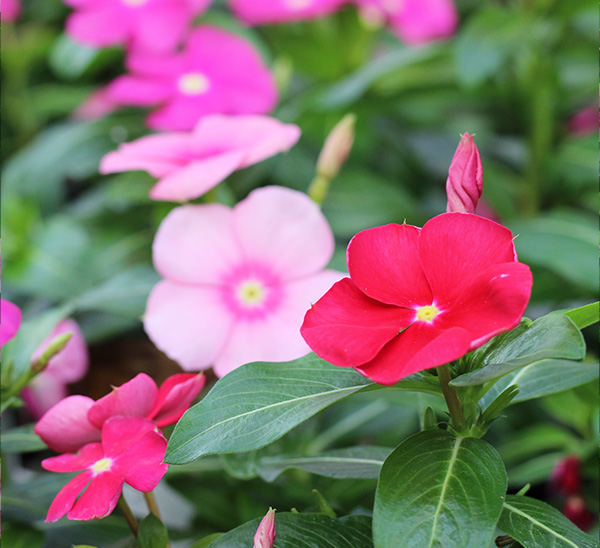 Link to Cora® XDR Vinca product page