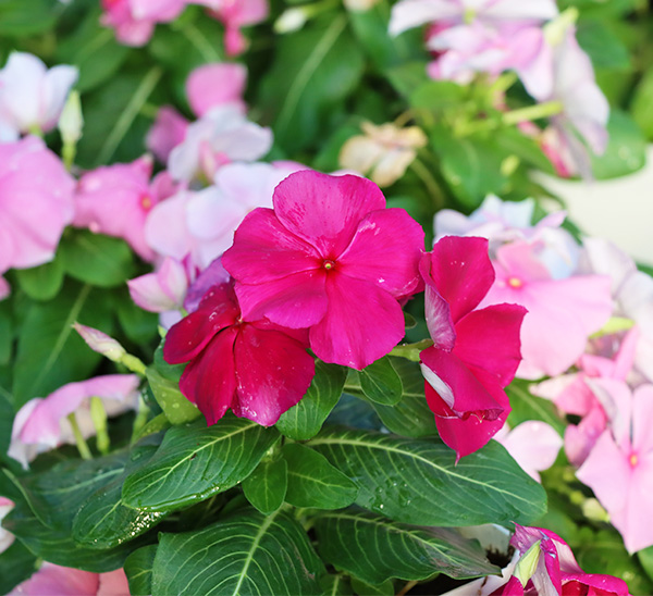 Link to Cora® XDR Vinca  product page